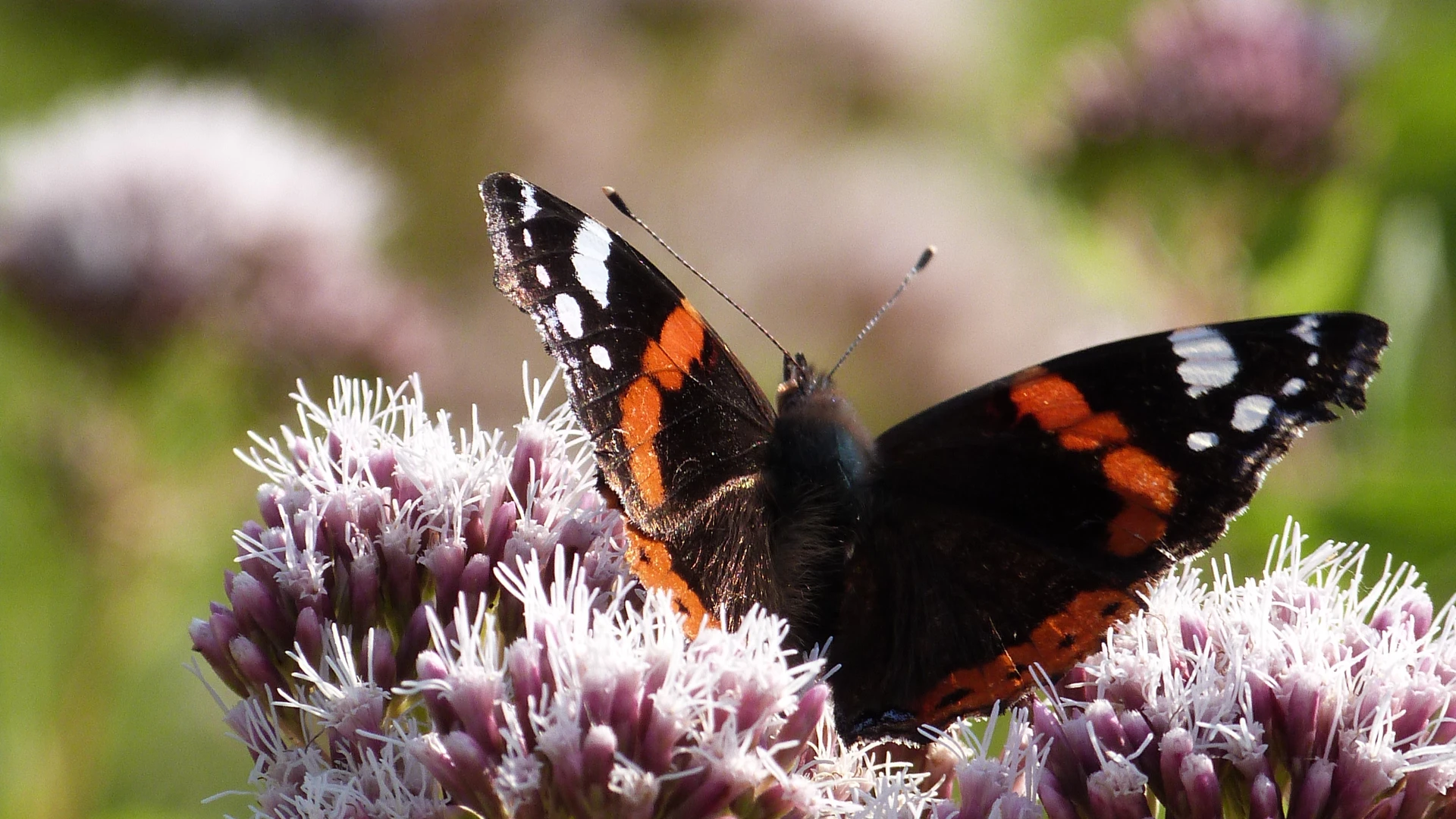 Ein Admiral-Schmetterling sitzt auf einer lila Blüte, umgeben von weiteren Blumen und grünem Hintergrund.