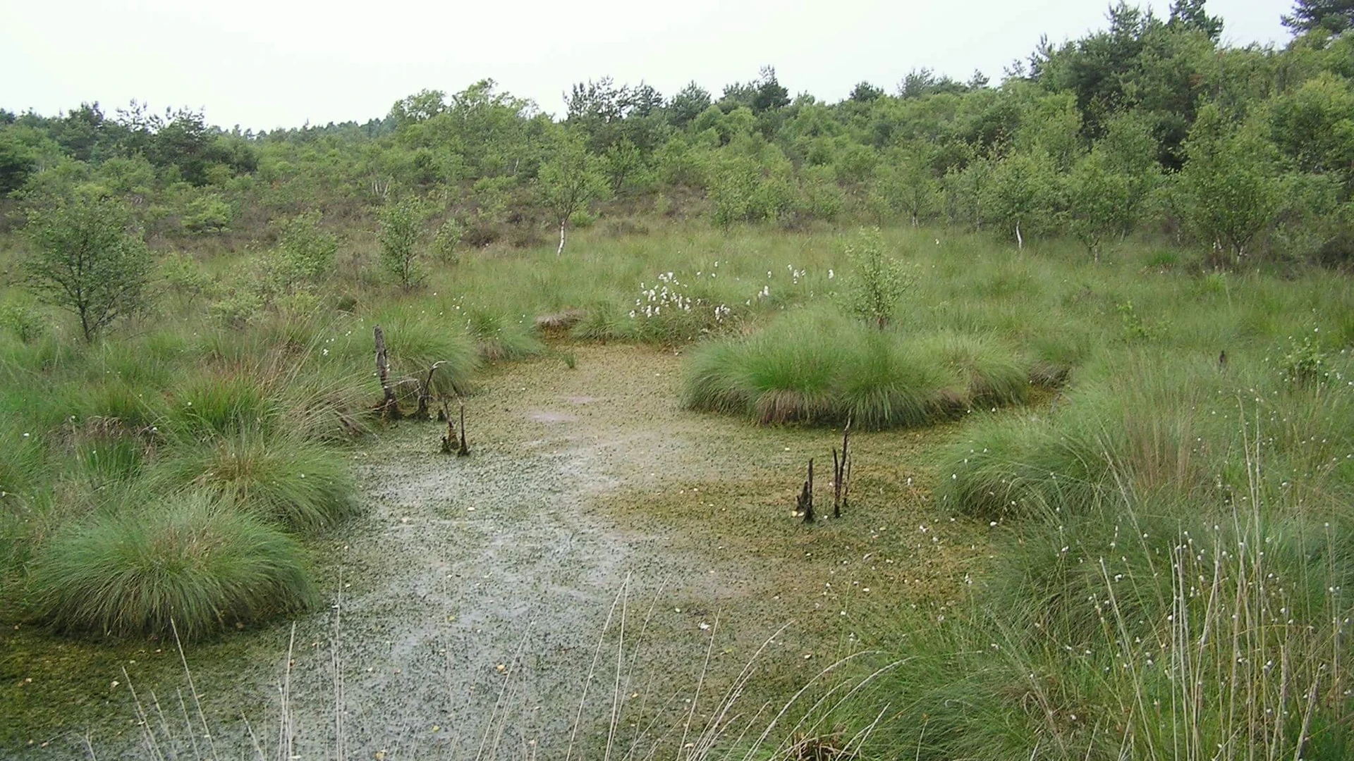 Grün bewachsenes Moor mit vereinzelten Wasserflächen, umgeben von niedrigen Sträuchern und Bäumen.
