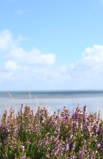 Braderup Hede ved Vadehavet
