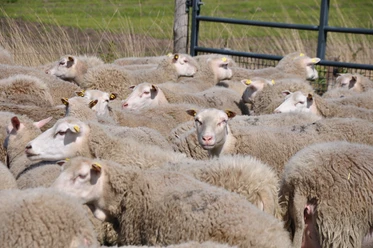 Landschapsontwerpers van dieren