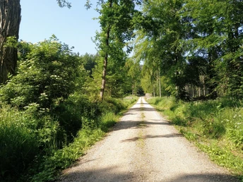 Hike to the Grubenhagen castle ruins hike-to-the-castle-ruins-grubenhagen