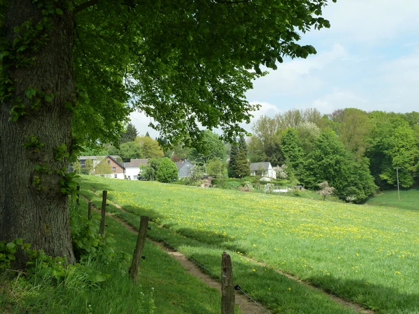 Wandel over het Molenpad. Een groen veld met bloeiende paardenbloemen, geflankeerd door een boom, met op de achtergrond dorpshuizen onder een blauwe hemel.