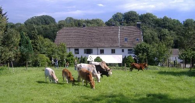 Mettmann'daki Gut Halfeshof Arka planda orman manzarası olan büyük beyaz bir çiftlik evinin önündeki yeşil çayırda inekler otluyor.