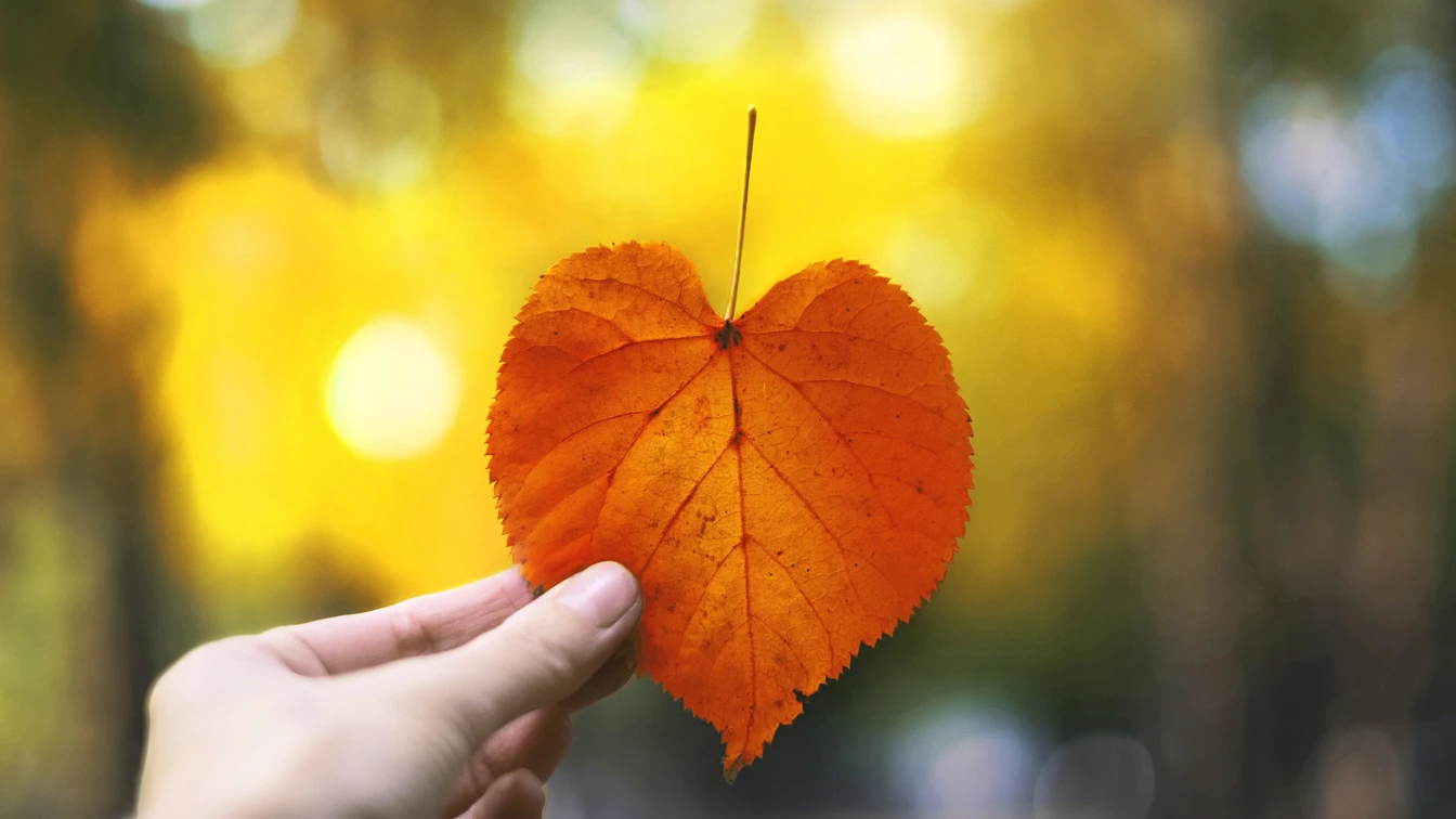 Herbstmarkt im Park Hand hält ein orangefarbenes, herzförmiges Herbstblatt vor unscharfem Parkhintergrund.