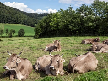 Vaches dans le pré Des vaches brunes se reposent détendues dans un pré vert entouré d'arbres et de collines vallonnées.