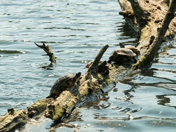 Tortues à l'étang Abtskücher à Heiligenhaus Les tortues prennent le soleil sur une branche posée dans l'eau de l'étang d'Abtskücher, entourées d'eau calme.