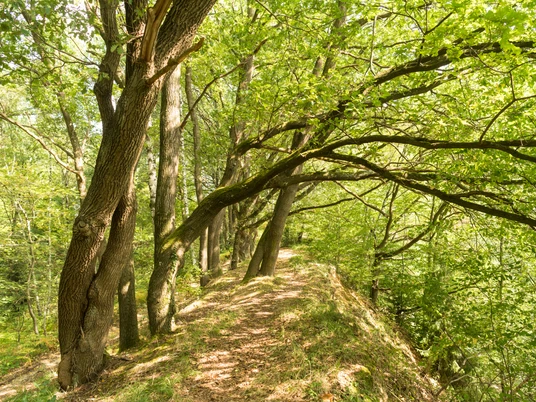 Along the Leichlinger Sandberge Hiking trail along a green forest with tall trees and shady areas in the Leichlinger Sandberge.