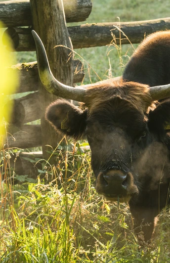 Uros en la reserva de caza de la Edad de Hielo en el Neandertal cerca de Erkrath Un uro se encuentra en la reserva de caza de Neandertal, cerca de Erkrath, rodeado por una valla de madera y luz solar.
