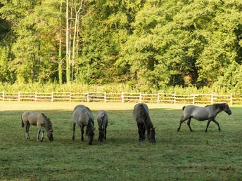 Lonas en la reserva de caza de la Edad de Hielo en el Neandertal cerca de Erkrath Una manada de tarpanes pasta en un prado en Neandertal, rodeado de densos bosques y una valla de madera.