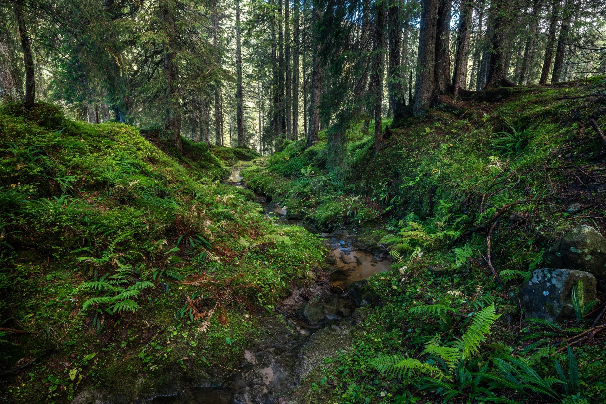 Fürstein Fürstei - Wanderung zwischen Waldemme und Sarnersee